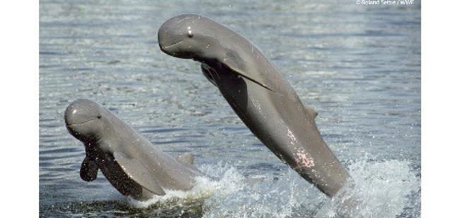 Les Dauphins De Lirrawaddy Guide Cambodge Voyage Cambodge